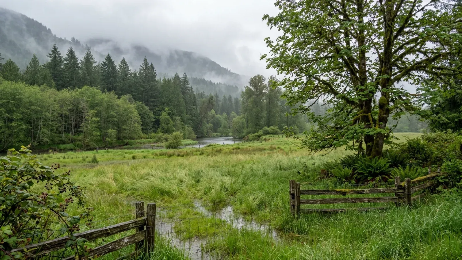 Wet green valley pasture in rural King County below steep fir- and cedar-covered foothills disappearing into low cloud.