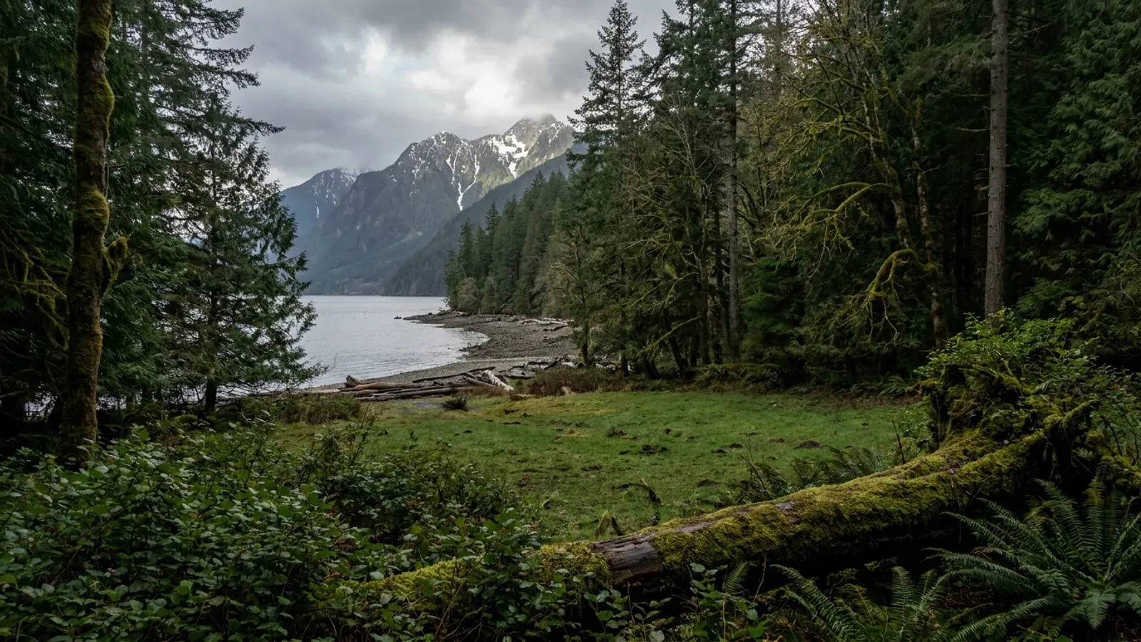 A pasture clearing in dense fir and cedar forest above a calm saltwater inlet, rugged snow-streaked mountains rising behind.